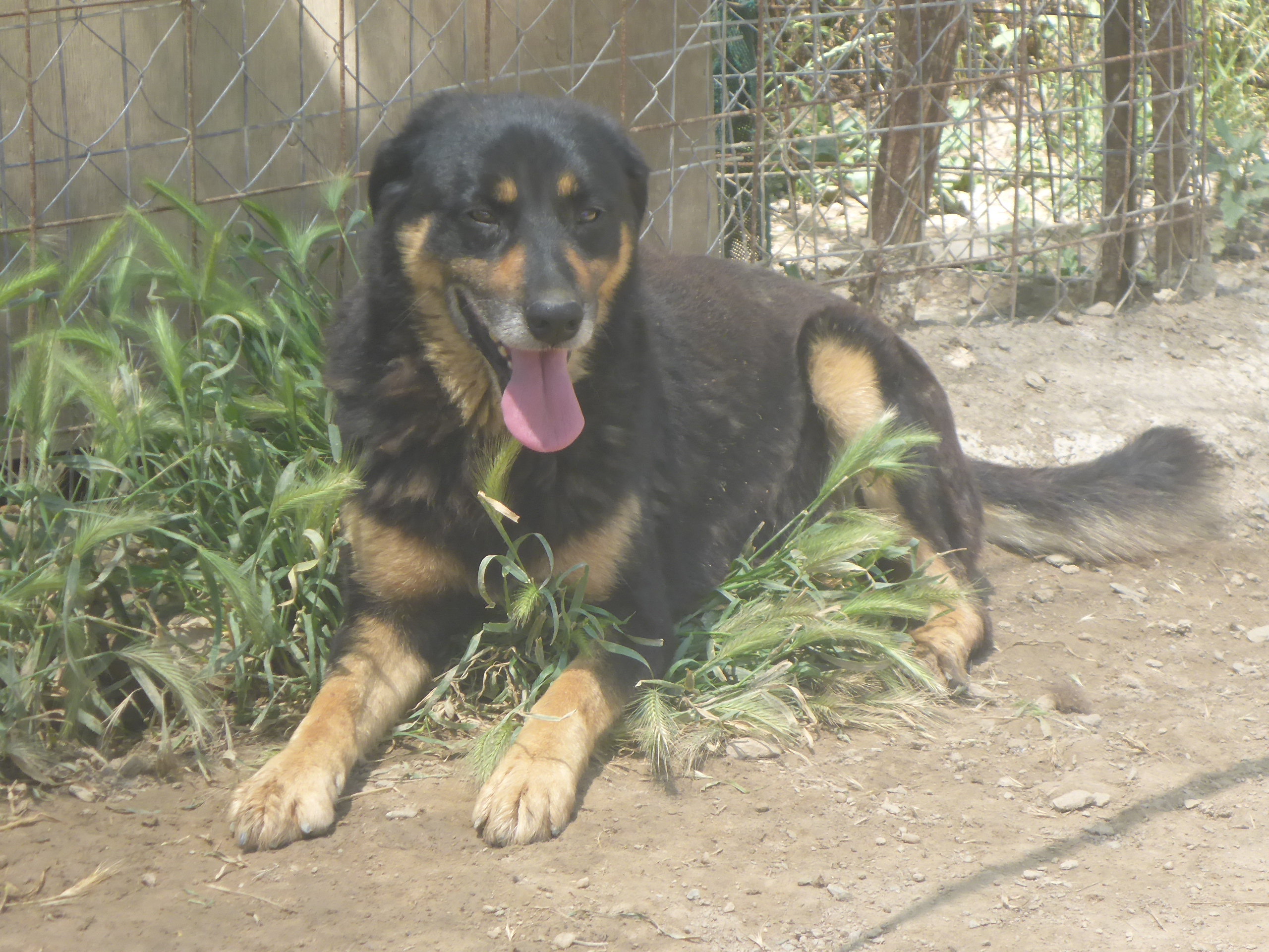 Bobos Zorro DogsaviorHp Dez19