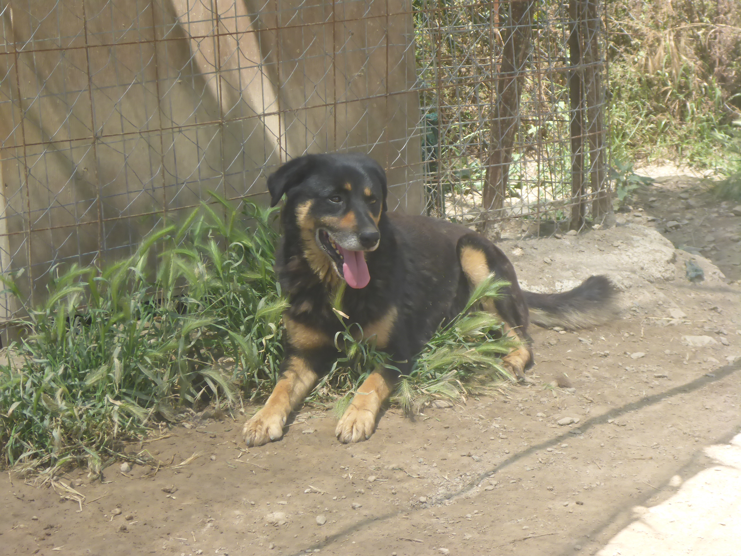 Bobos Zorro DogsaviorHp Dez192