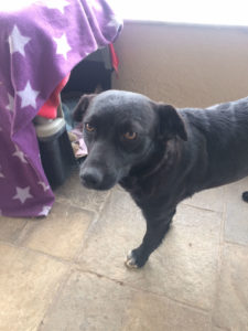 Daria Zorro Dogsavior 03 1