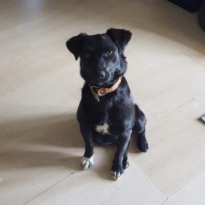 Daria Zorro Dogsavior HP
