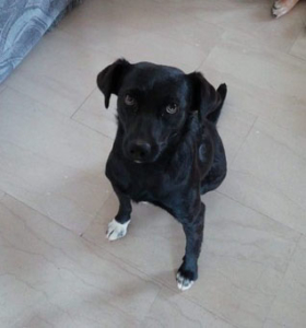 Daria Zorro Dogsavior Sept