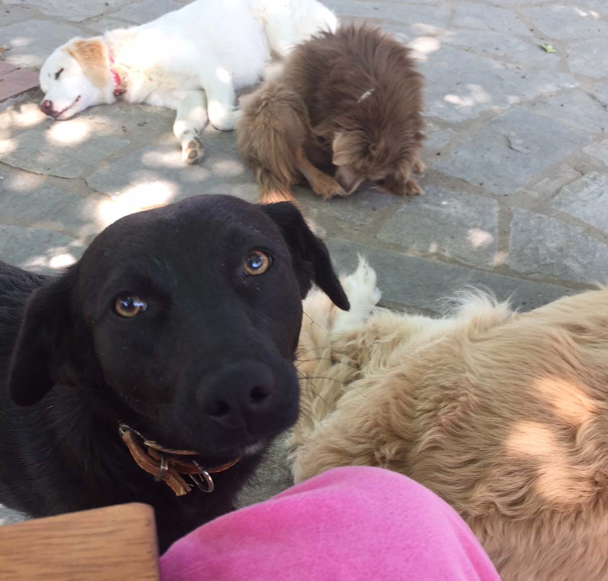 Daria  Zorro Dogsavior 31