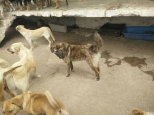 Jack Zorro Adoption