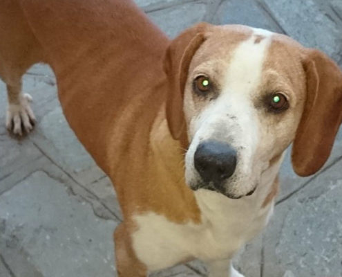 Jacky Zorro Dogsavior Beitragsbild
