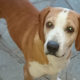 Jacky Zorro Dogsavior Beitragsbild