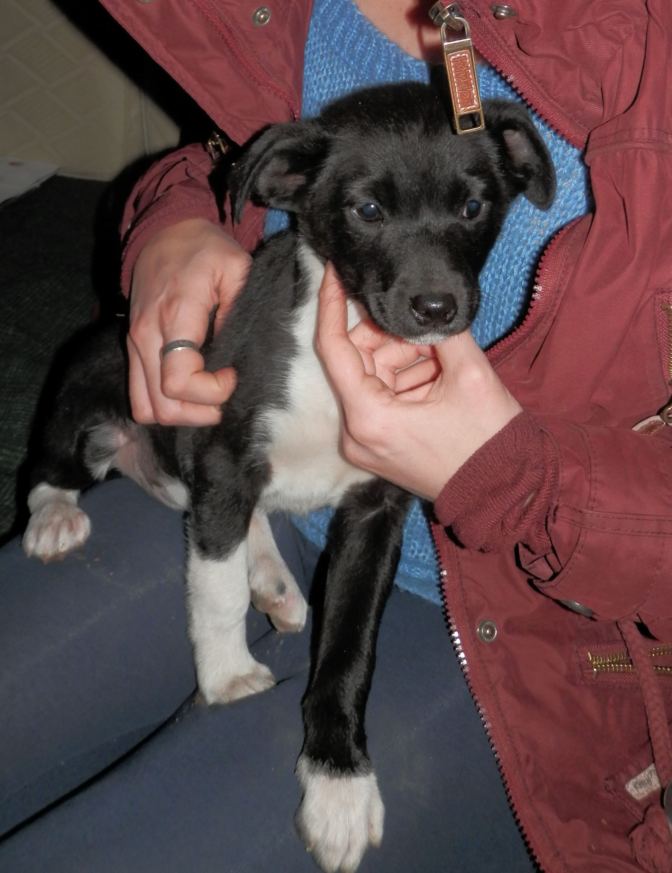 Max Zorro Dogsavior Griechenland Tierschutz