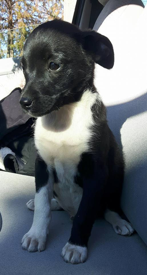 Max Zorro Dogsavior Griechenland Tierschutz 01