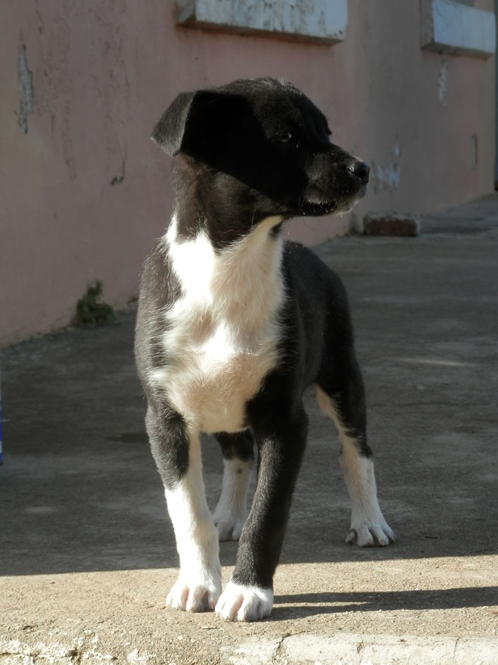 Max Zorro Dogsavior Griechenland Tierschutz 02 1