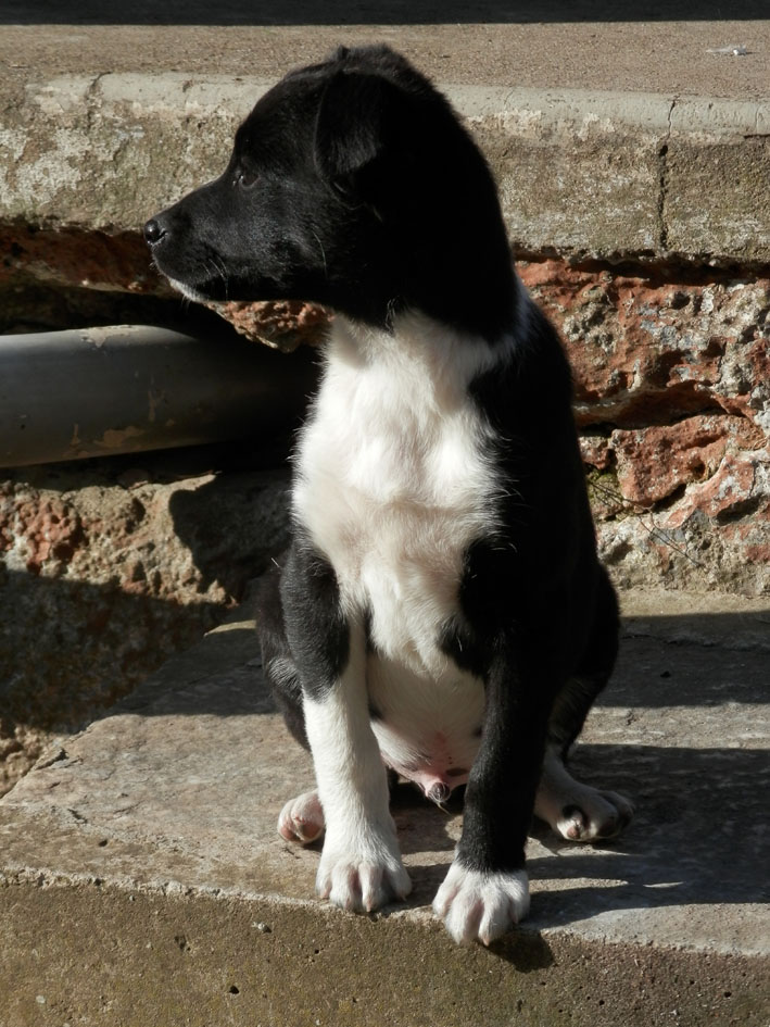 Max Zorro Dogsavior Griechenland Tierschutz 05 1