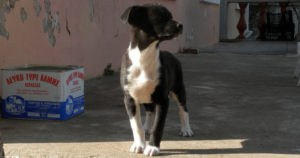 Max Zorro Dogsavior Griechenland Tierschutz Beitragsbild