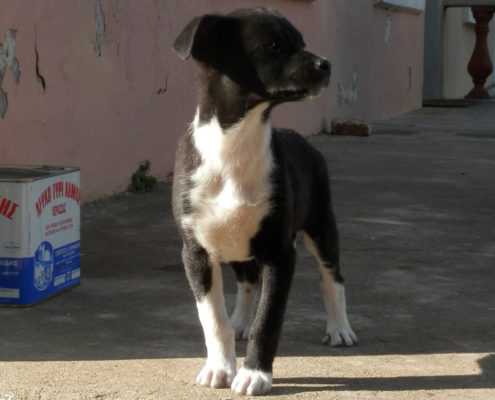 Max Zorro Dogsavior Griechenland Tierschutz Beitragsbild
