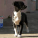 Max Zorro Dogsavior Griechenland Tierschutz Beitragsbild