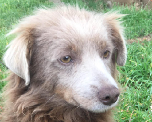 Nick Beitragsbild Zorro Dogsavior