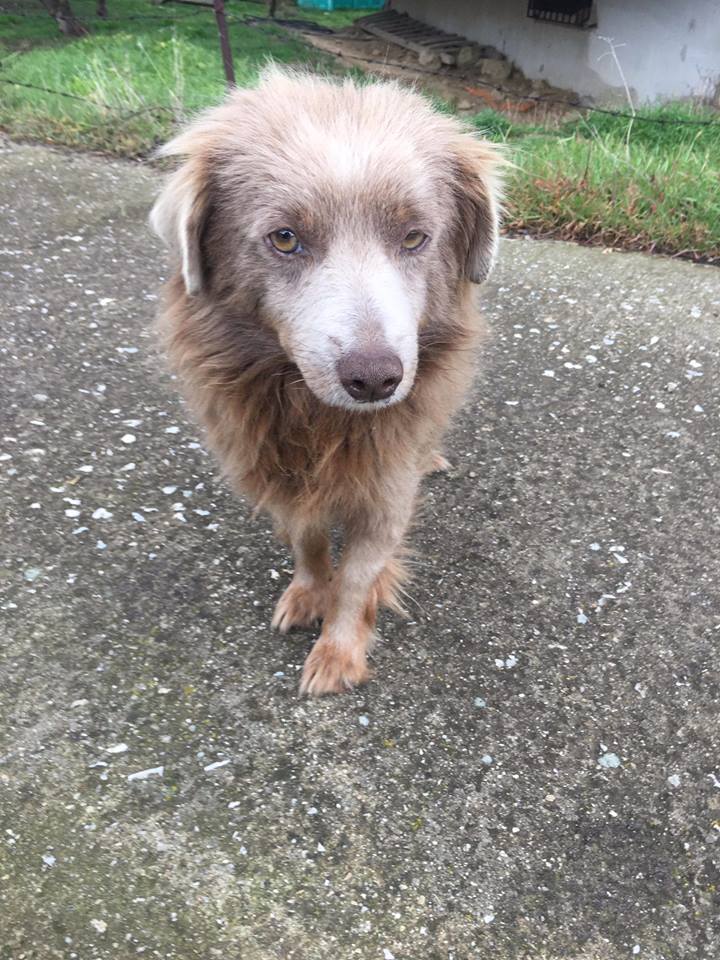 Nick Zorro Dogsavior Griechenland 01