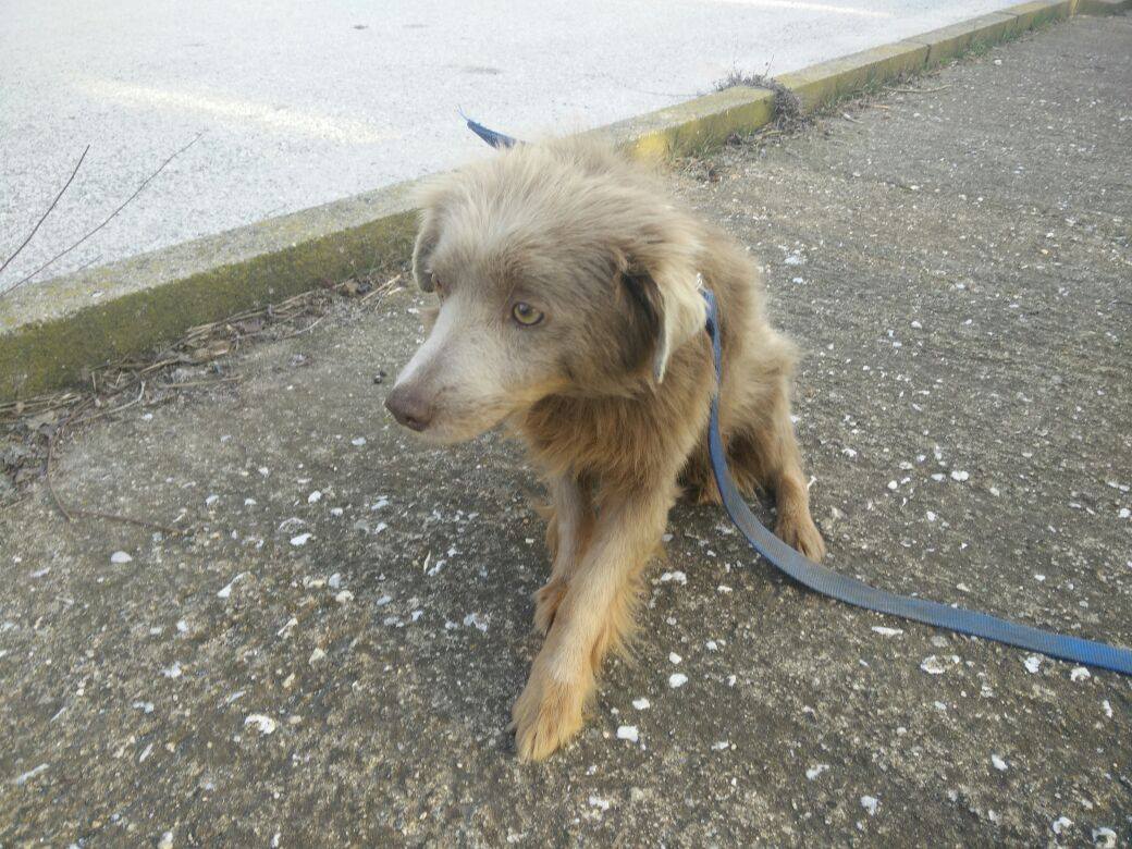 Nick Zorro Dogsavior Griechenland 02