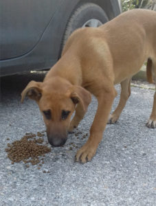 Obelix Zorro Hunde Tierschutz 03