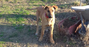 Obelix Zorro Hunde Tierschutz Beitragsbild