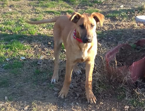 Obelix Zorro Hunde Tierschutz Beitragsbild