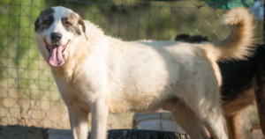 Rocky Zorro Dogsavior Beitragsbild Okt18