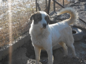 Rocky Zorro Dogsavior Okt18