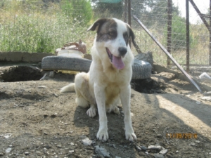 Rocky Zorro Dogsavior Okt18 1
