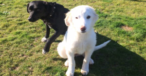 Sandy Beitragsbild Zorr Dogsavior