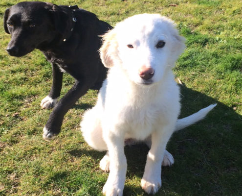 Sandy Beitragsbild Zorr Dogsavior