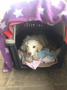 Sandy Zorro Tierschutz Griechenland 02