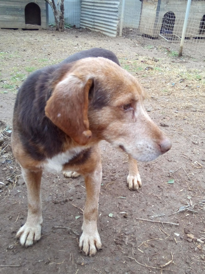 Sir Henry Zorro Hundetierschutz 02 1
