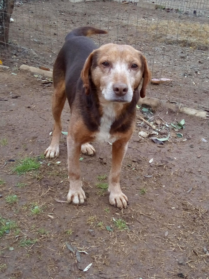 Sir Henry Zorro Hundetierschutz 03 1