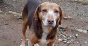 Sir Henry Beitragsbild Zorro Hundetierschutz