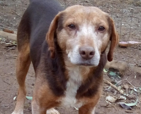 Sir Henry Beitragsbild Zorro Hundetierschutz