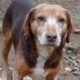 Sir Henry Beitragsbild Zorro Hundetierschutz