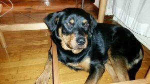 Tzoanna Zorro Dogsavior Griechenland 04