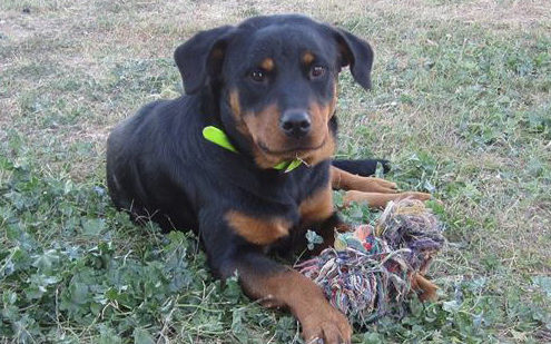 Tzoanna Zorro Dogsavior Griechenland Beitragsbild