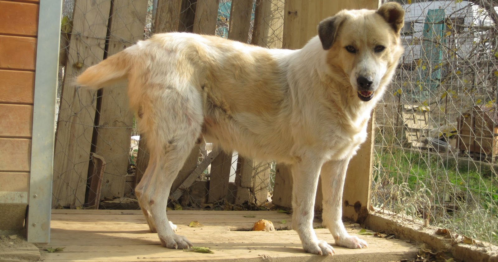 Archie Beitragsbild Zorro Tierschutz