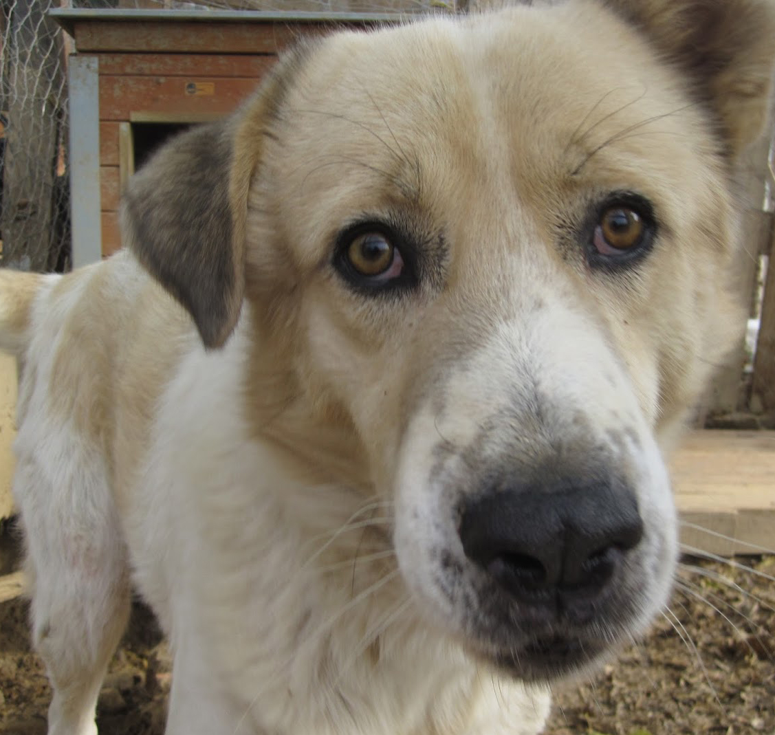 Archie_looks_sweet_Zorro-Hunde_Tierschutz