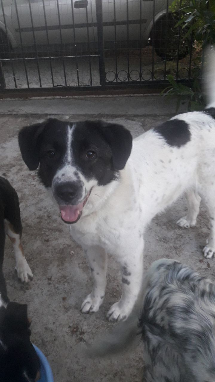 Bella Adoption Hündin
