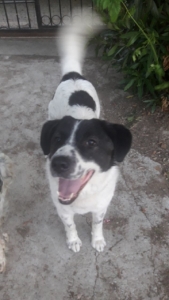 Bella Hündin Adoption