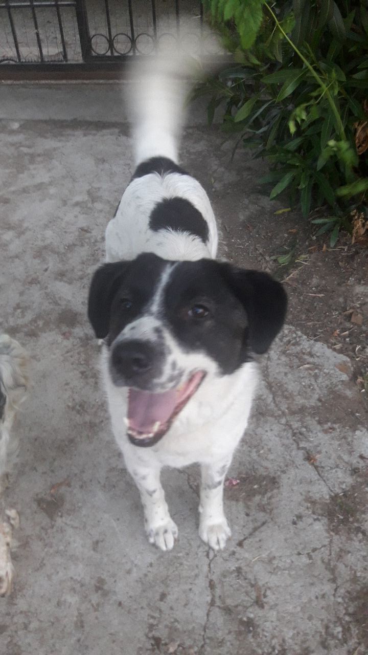 Bella Hündin Adoption