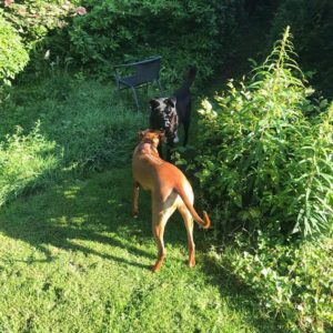 Josefine Zorro Dogsavior 22
