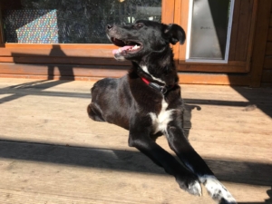 Josefine Zorro Dogsavior 23