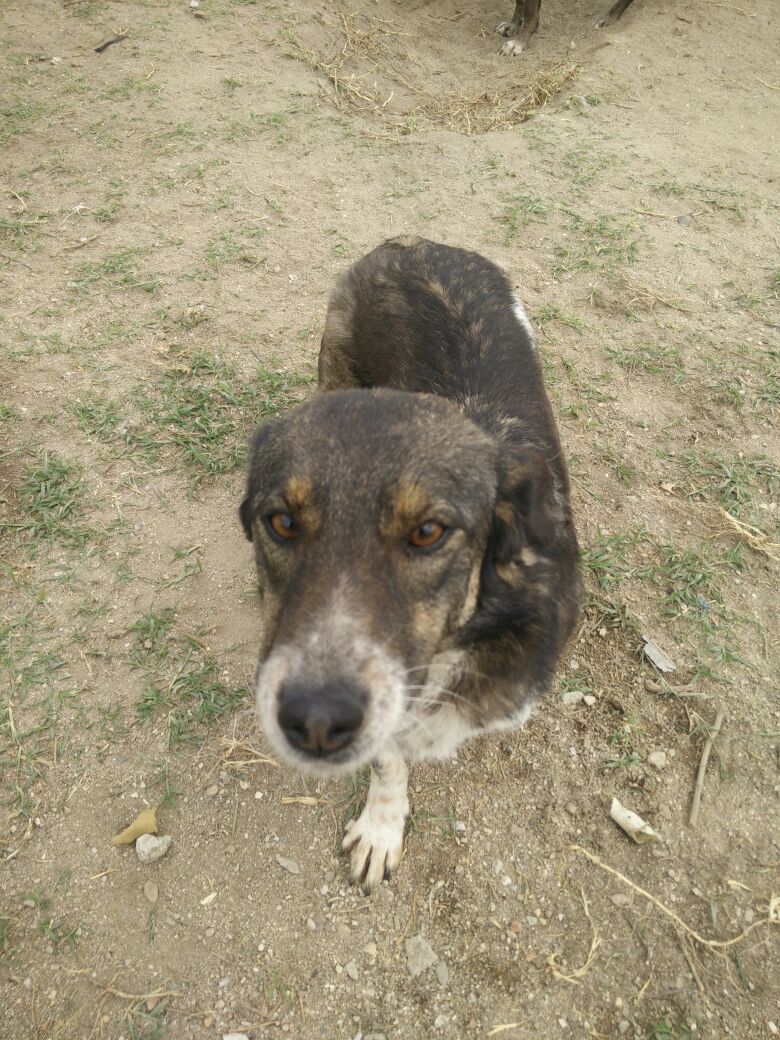 Karol Hündin Adoption