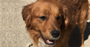 Lucks Zorro Dogsavior Beitragsbild 01