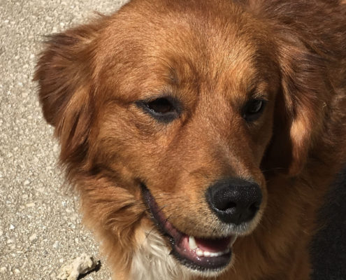 Lucks Zorro Dogsavior Beitragsbild 01