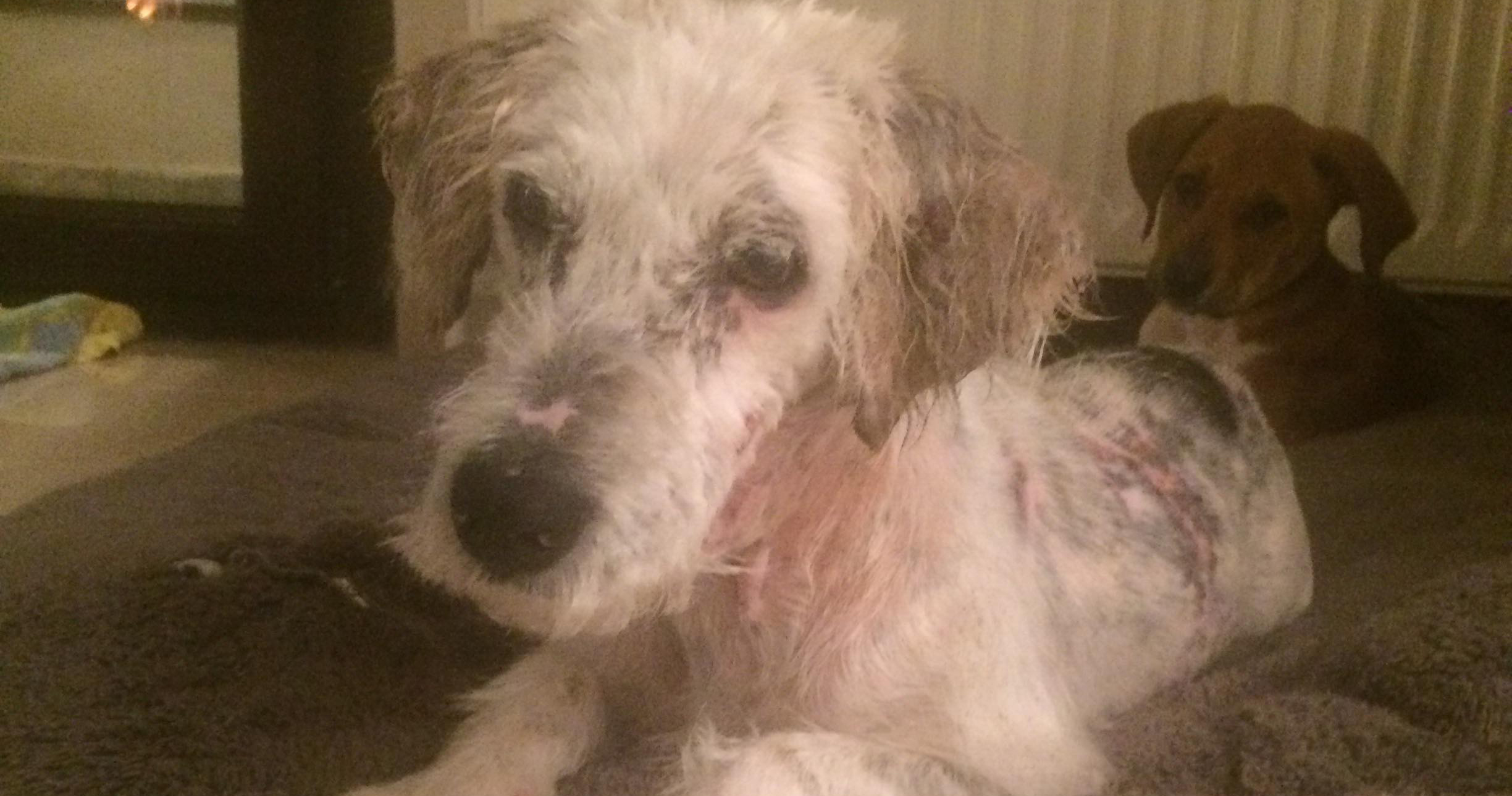Luke Beitragsbild Zorro Dogsavior