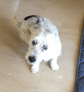 Luke Zorro Dogsavior Greece 20
