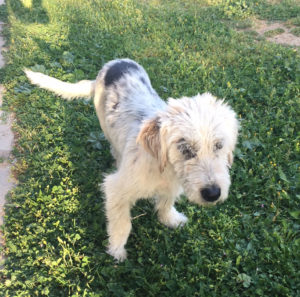 Luke Zorro Dogsavior Greece 22