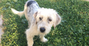 Luke Zorro Dogsavior Greece Beitragsbild
