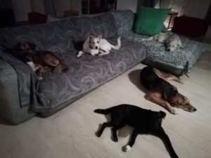 Luke und seine Kumpels